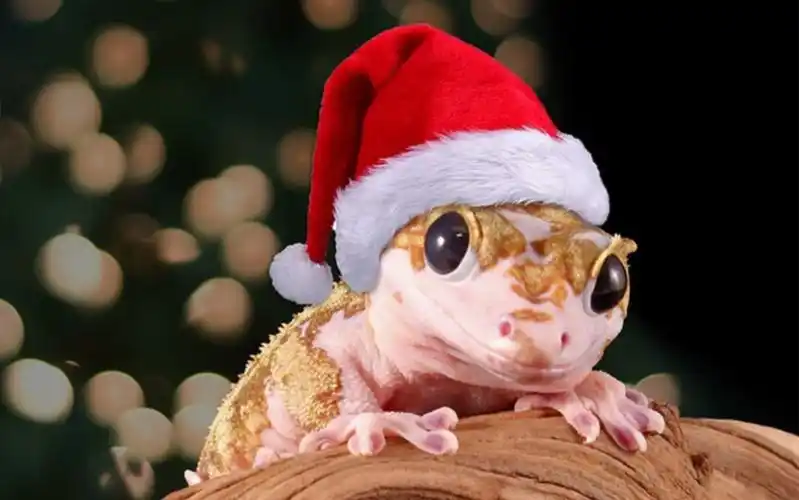 可爱的睫角睫角守宫简单介绍