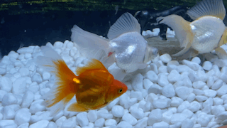 320_180gif 动态图 动图