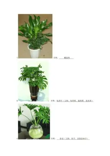 常见绿植名称doc
