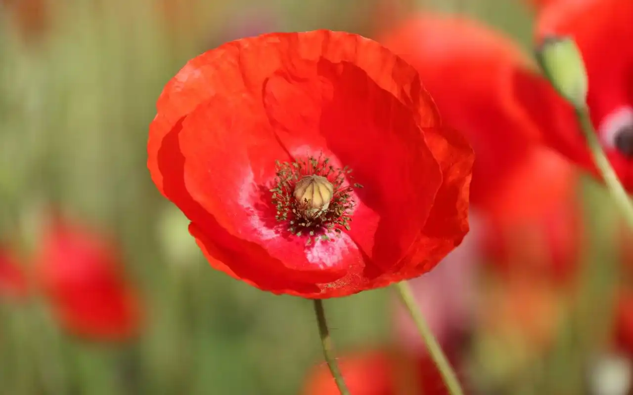鲜艳唯美的罂粟花图片桌面壁纸