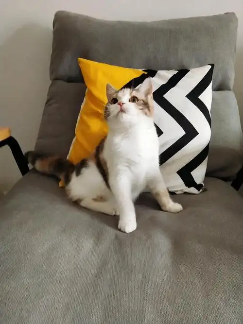 美短三花妹妹找新家