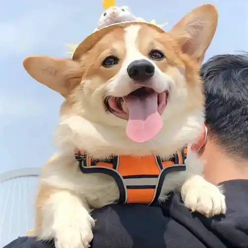 头像| 真诚且热情的情侣头像_生活_时候_什么