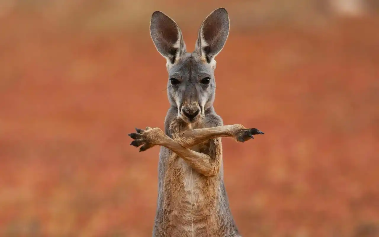 袋鼠现身法国枫丹,当地居民:还以为是羊驼