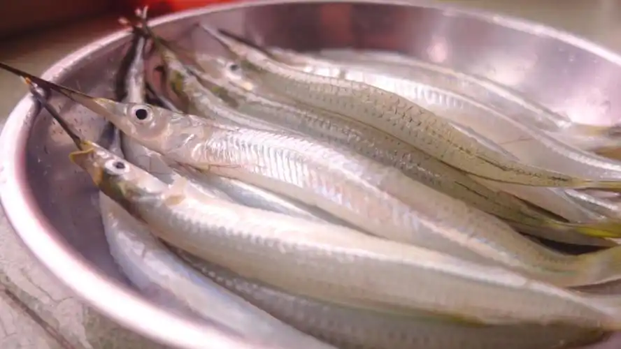 尖嘴扁颌针鱼做法:鱼嘴又长又尖,直接倒油煎,简单好下饭-奇点