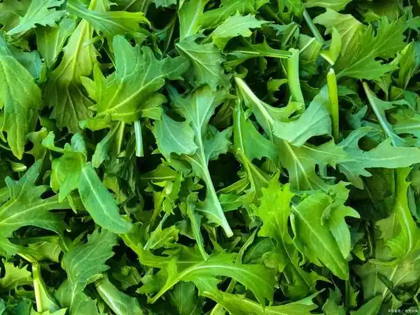 青麻菜的功效与作用