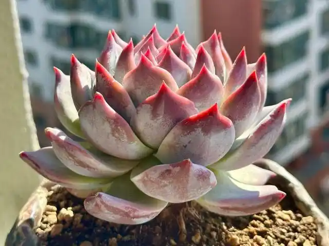 养了好几年的一颗多肉,终于知道它的名字叫野卡,表现优秀值得选