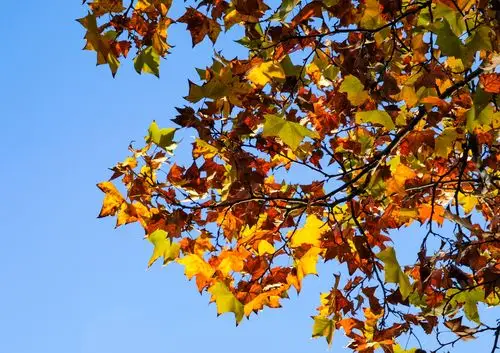 秋天里的梧桐树vv首发