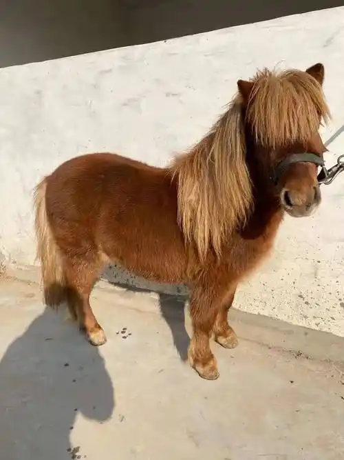 绍兴矮马出售_珍禽矮马养殖_观赏小矮马养殖场