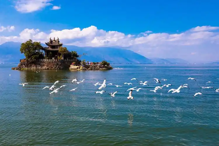 洱海小普陀红嘴鸥