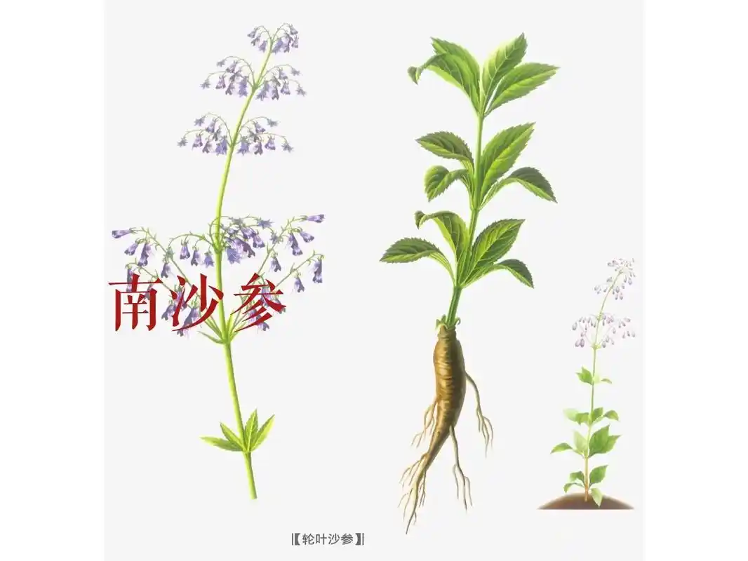 南沙参来源于桔梗科植物轮叶沙参或沙参 - 抖音