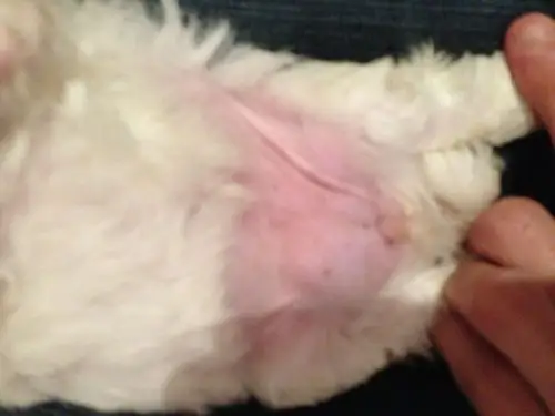 是比熊妹妹 刚刚3周多大 在一周前发现 她小桃子旁边的肚子里有个肿块