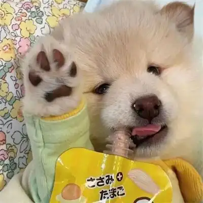 ins高级质感男生女生通用动物头像