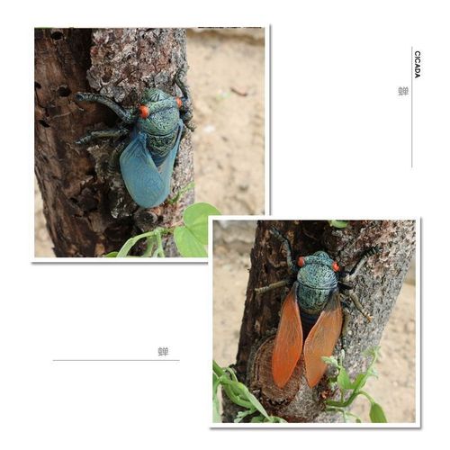 跨境仿真昆虫蝉成长周期模型知了实心动物儿童认知玩具塑料摆件