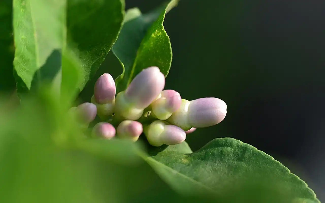 精选柠檬花图片高清电脑桌面壁纸