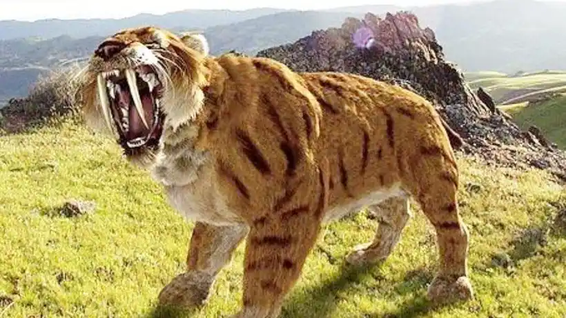 剑齿虎是怎么灭绝的?今天总算明白了