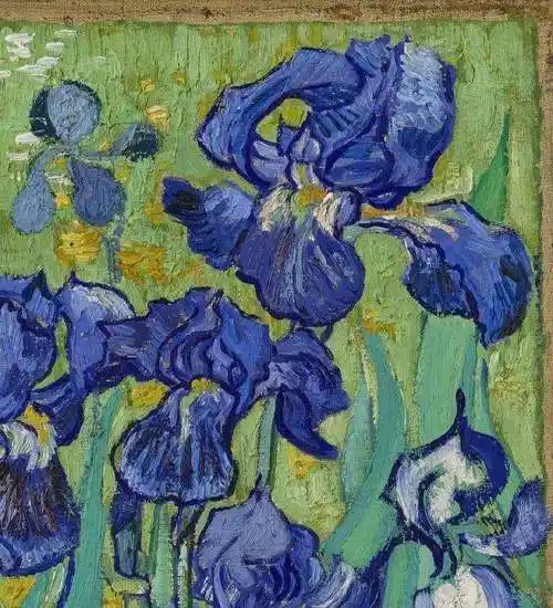 《鸢尾花》梵高
