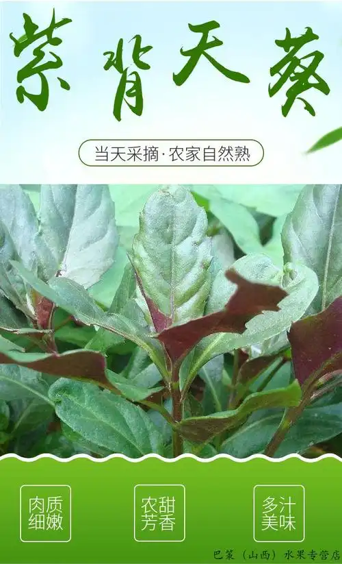 下单现摘四川紫背天葵血皮菜紫背菜红背菜观音菜折耳根娃娃菜现摘新鲜