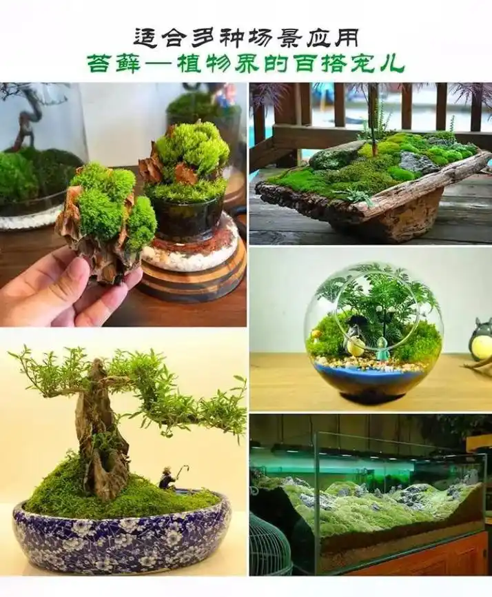 鲜活苔藓微景观植物盆景盆栽水陆缸假山草造景材料白发藓短绒青苔