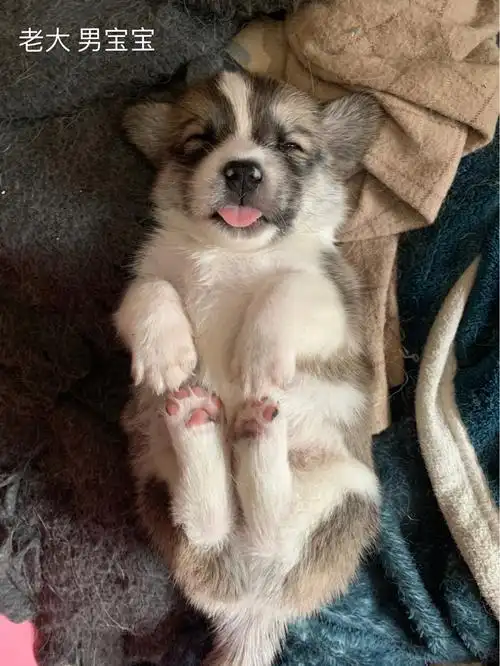 混血柯基宝宝求领养啦