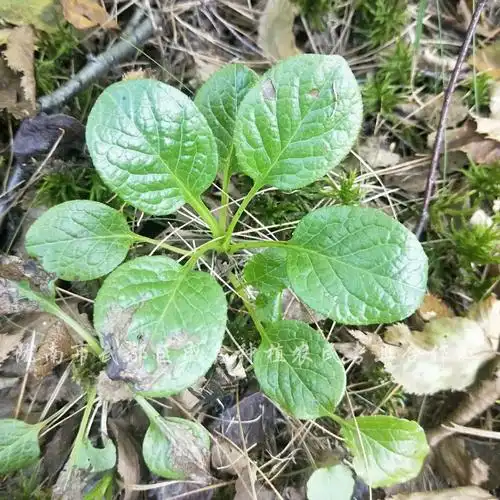 鹿衔草甘肃武都野生鹿衔草鹿蹄草圆叶鹿蹄草支持订购