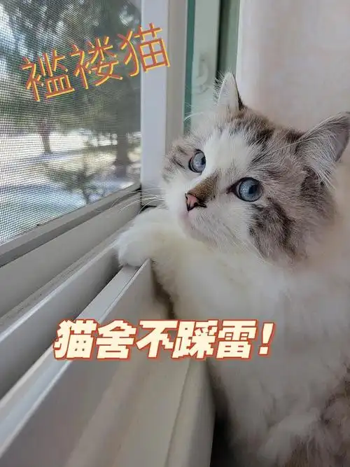 褴褛猫ragamuffin猫舍挑选