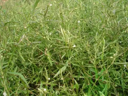 >白花蛇舌草为全草类药用植物,具有清热解毒,利尿消肿,活血止痛等功效
