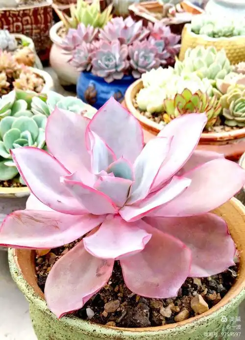 晚霞,传说中的多肉三仙之一.确实仙气飘飘,高贵雍容,美艳之物.