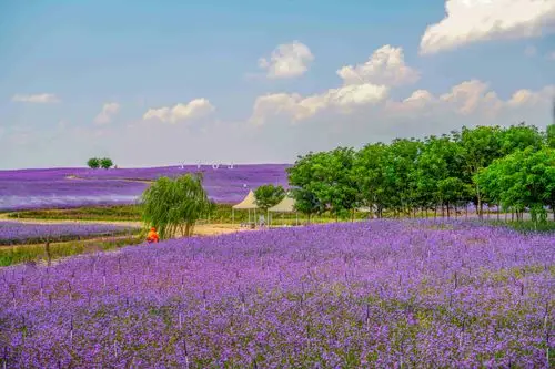 宁夏薰衣草庄园一日游