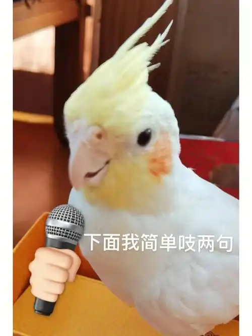 玄凤鹦鹉  #我家宠物好可爱  #手养鹦鹉  #表情包  #可爱表情