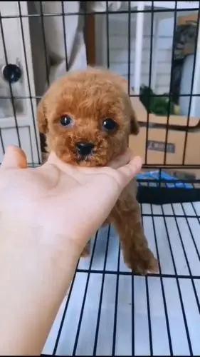 茶杯泰迪,小体泰迪,玩具泰迪