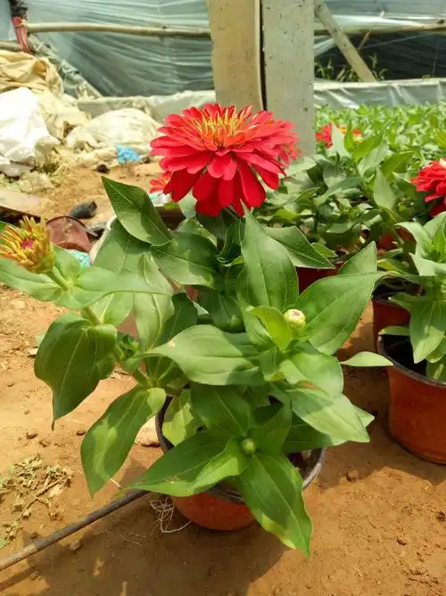 别名(步步高) 品种 百日草 主要观赏部位 观花 花型 重瓣 花色色系