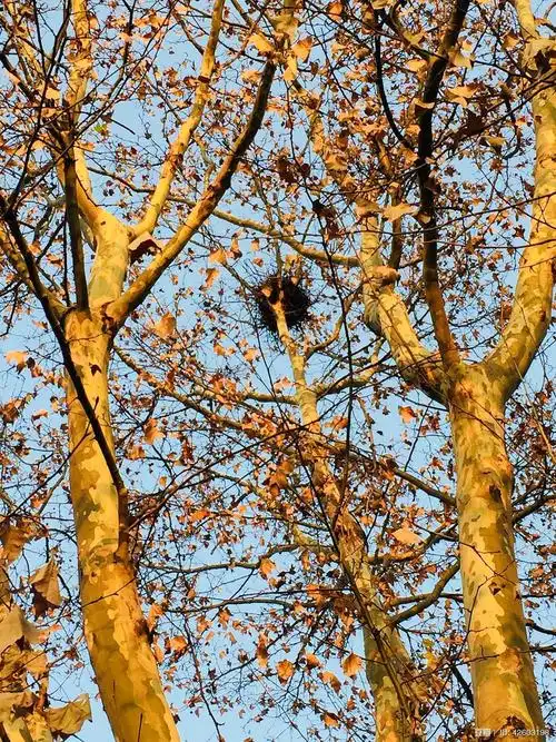 藻品的相册-一棵二球悬铃木的365