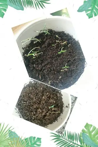 室外的花盆里长出了2个完整的番茄幼苗,还有两个小幼苗才刚刚发芽.