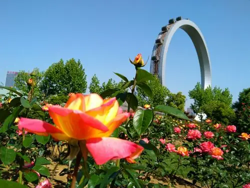 其它 紫荆公园2017月季花展 陆宏泉摄于常州紫荆公园月季花展