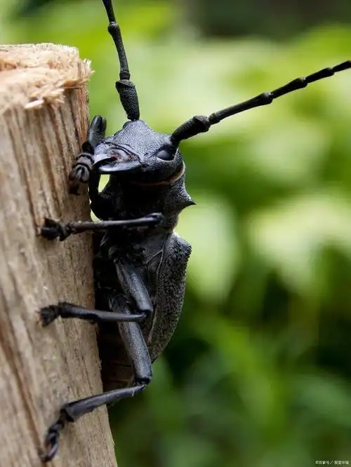 大牙土天牛有什么营养