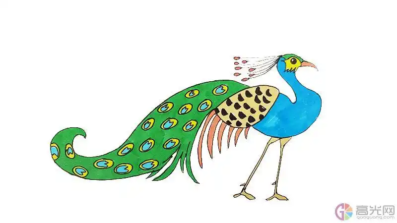 彩色羽毛的鸟简笔画