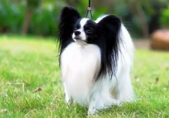 首页 家居生活 百科大全 蝴蝶犬幼犬-蝴蝶犬幼犬,蝴蝶犬,幼犬 优质