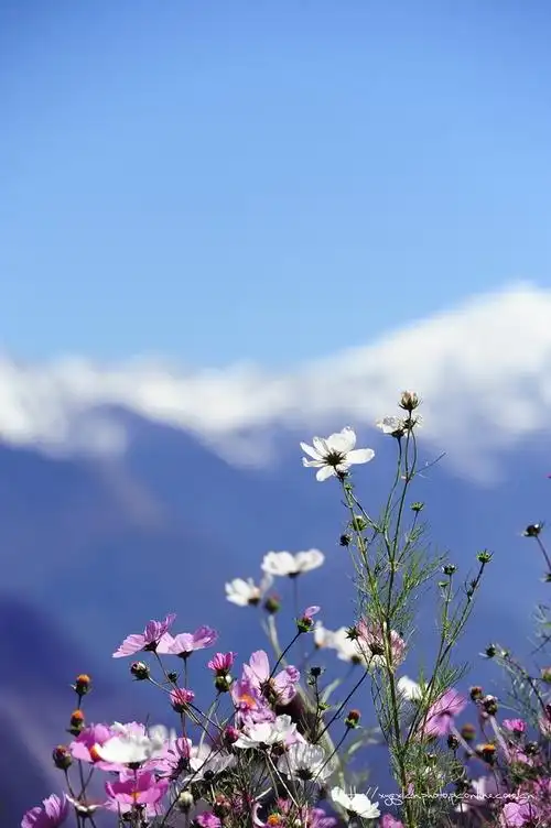 雪山下的祝福-格桑花