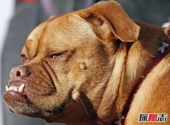 世界上最丑的狗排行榜,丑鬼山姆让人看到想吐(图片)