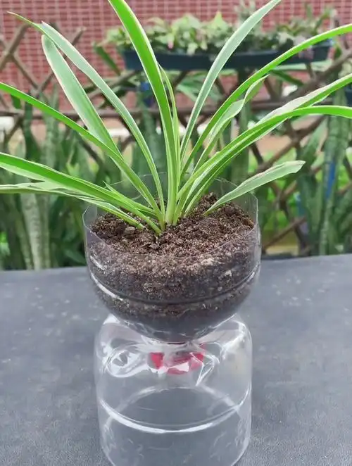 用塑料瓶不要扔,用来制作花盆,超好看