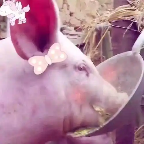 喂猪今日最佳情头哈哈哈情头情侣头像表情