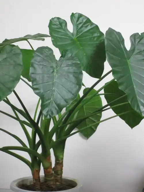 滴水观音 - 重组的日志 - 网易博客