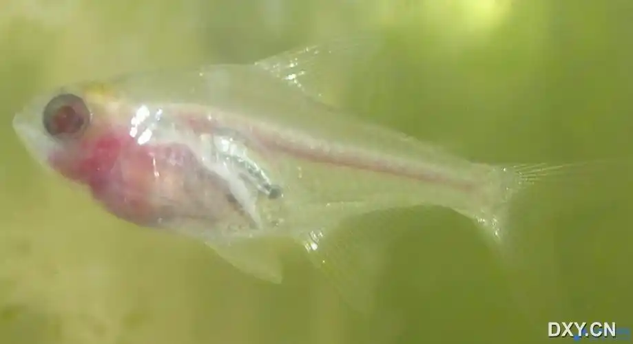 玻璃斑马鱼和"红肚玻璃鱼"