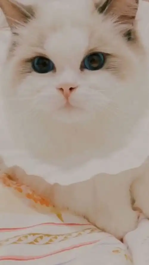 你们家有没有这样的大眼萌猫,是不是很可爱呢