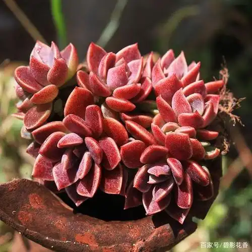 为您推荐50款漂亮的红色多肉,很珍贵,请收藏
