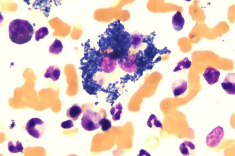 海蓝组织细胞的探索之旅