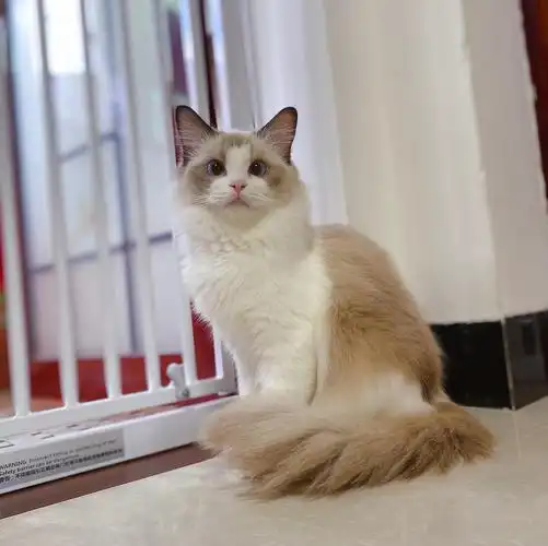 完美海双布偶猫低价领养