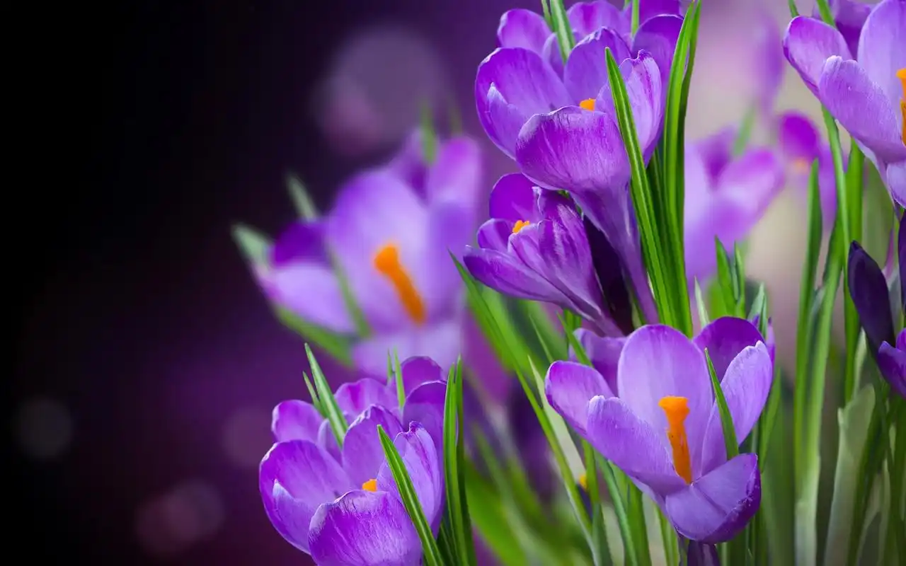 唯美小清新花卉风景壁纸