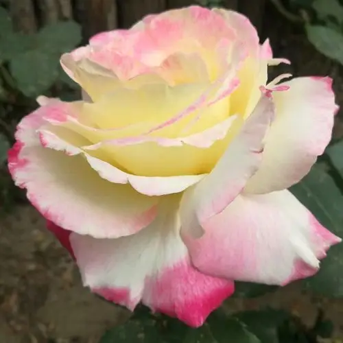 色彩斑斓的月季花