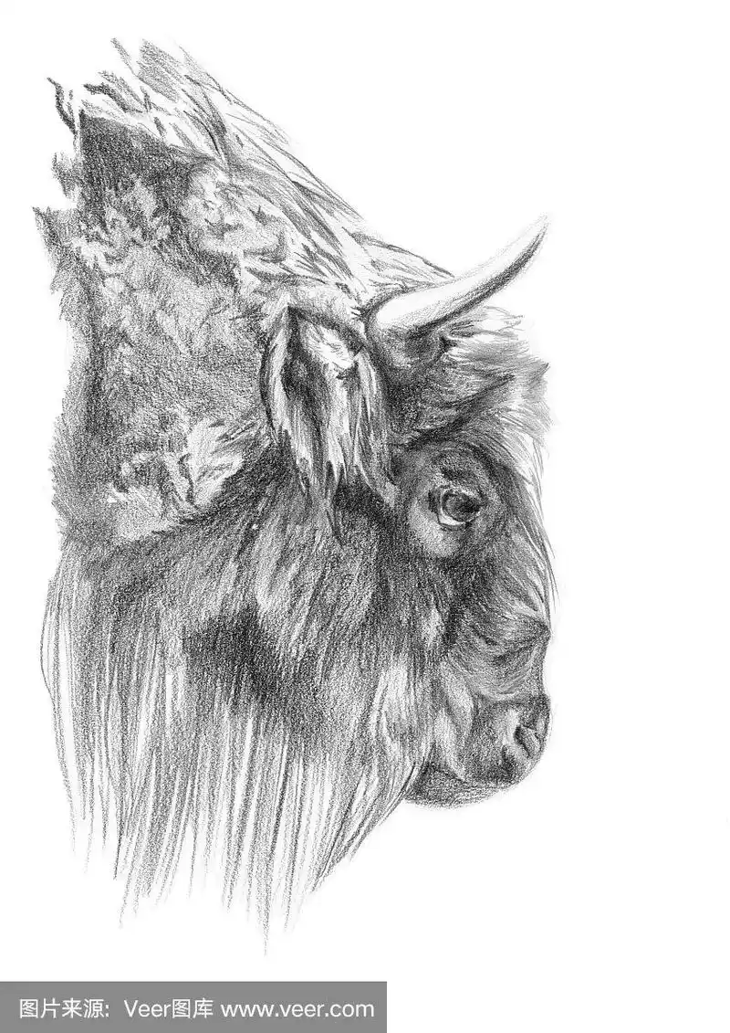 野牛图
